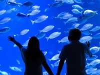 Aquaria Phuket อความเรียมยืนหนึ่งในภูเก็ต