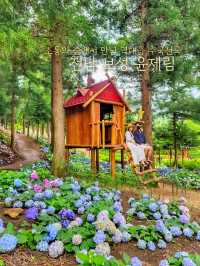 올해도 역대급 수국천국 예정인 보성 숲정원 윤제림🩷