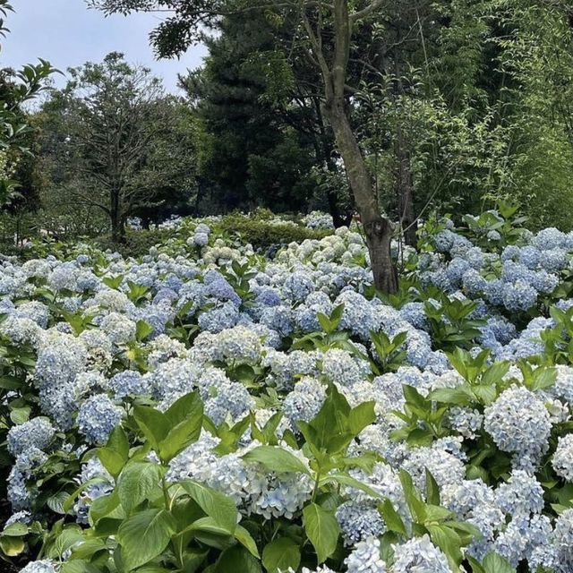 🧘 힐링 그 자체였던 휴애리 자연생활공원