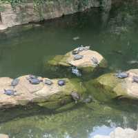 鬧市中的綠色花園｜香港公園
