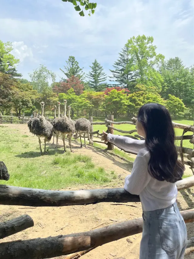 서울근교 다양한 동물이 돌아다니는 ‘남이섬’