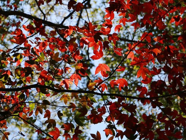 โรงเรียนการเมืองการทหาร 🍁🍁🍁