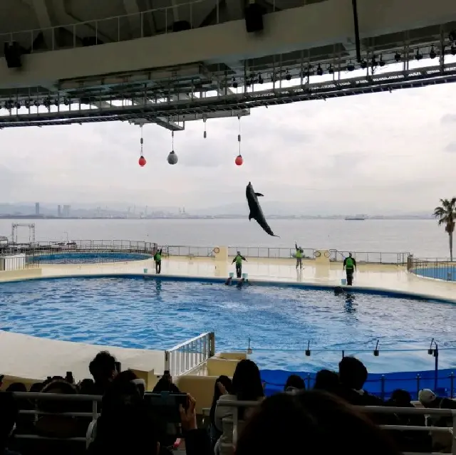 【福岡市】【マリンワールド海の中道】🐬ショー