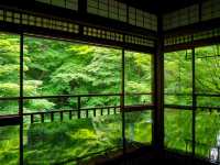 【京都市】紅葉だけでなく青葉も見事🌿