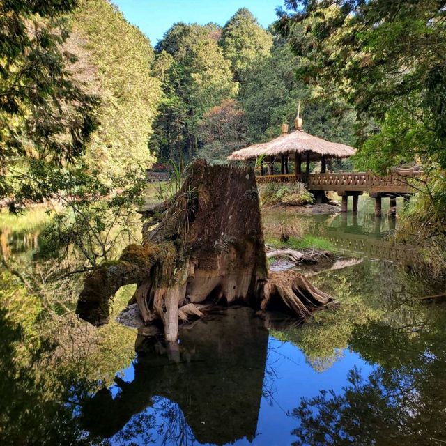 風彩依舊故人情-阿里山呀!我來我去容顏依然