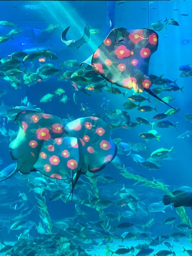 국내최대규모! 서귀포여행 필수코스🐠💙