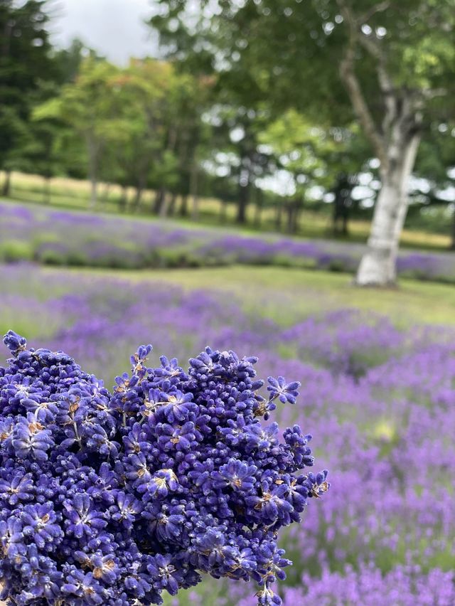 【北海道】札幌でラベンダー畑はここ！！