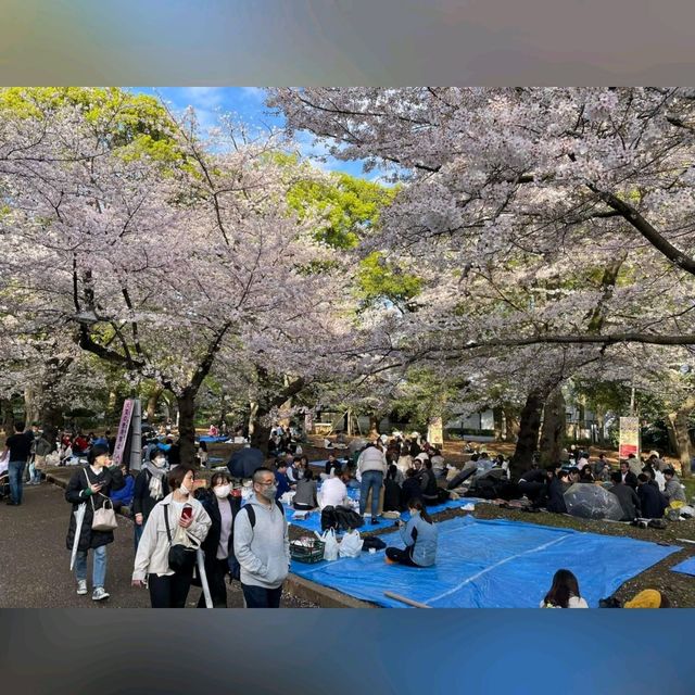 日櫻與夜櫻@上野公園
