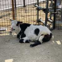 大阪周遊卡行程·天王寺動物園