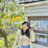SEA CALM cafe (ร้านสีคราม)