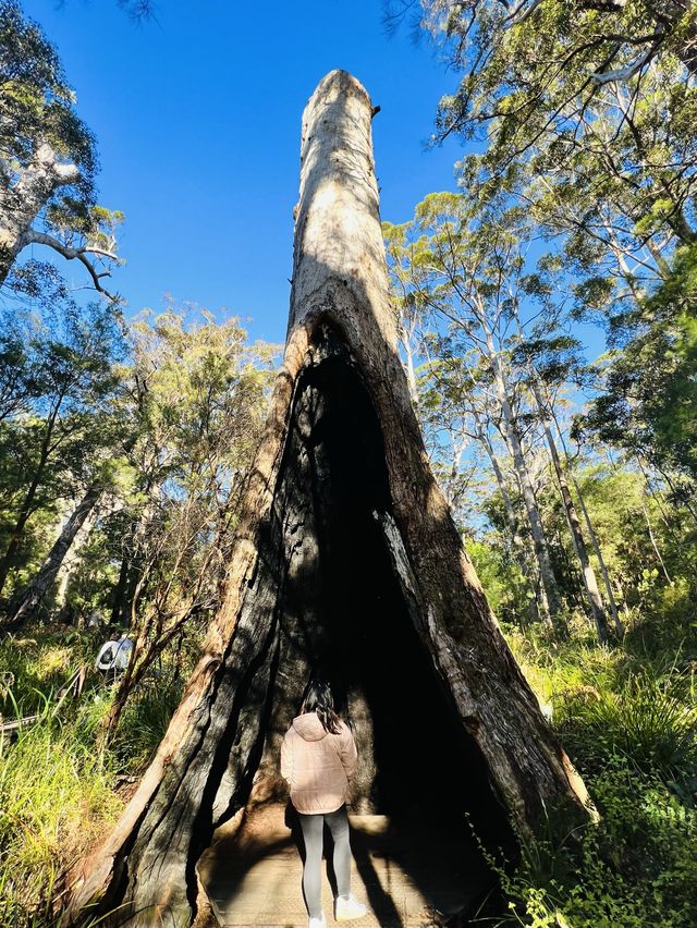 Valley of the Giants 🇦🇺🌏 TingleTrees400yrs