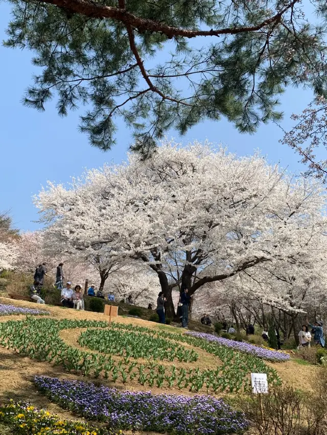 벚꽃과 튤립을 동시에 볼 수 있는 서대문 연희숲속쉼터 🌸🌷