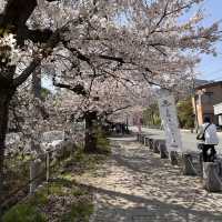 東京近郊賞櫻地推介 - 長瀞川