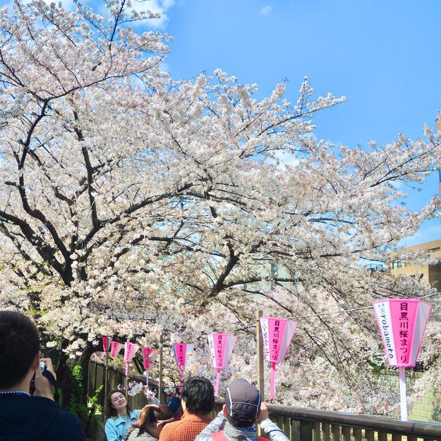 東京賞櫻攻略