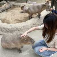 最棒動物園：神戶動物王國