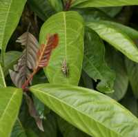 Wildlife at Sungei Buloh