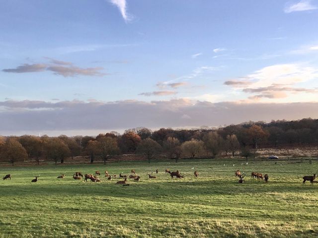 The famous deer park in London