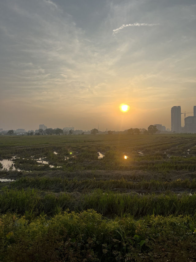 Fantastic Sunset View with Paddy Field