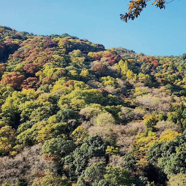 Arashiyama Bamboo Forest 🌳 