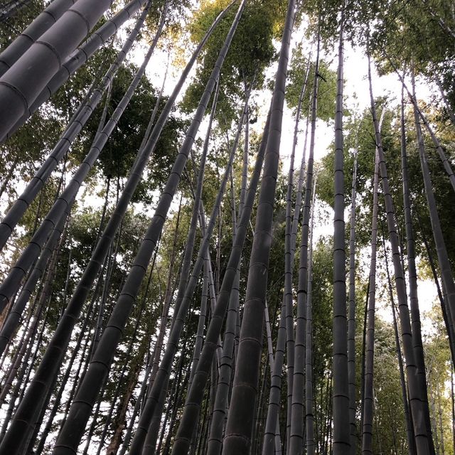 〜鎌倉散策〜報国寺🎍