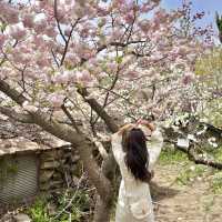 🌸서산 겹벚꽃명소 개심사🌸