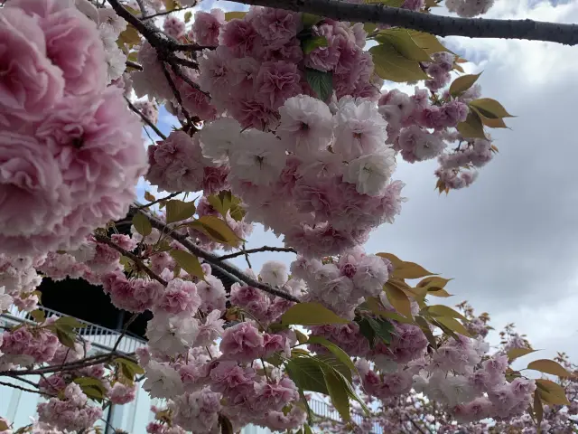 Kyoto