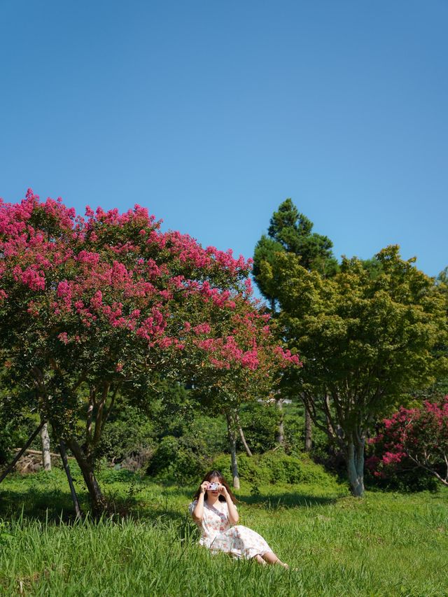 서귀포 배롱나무와 연꽃을 만날 수 있는 ‘법화사’