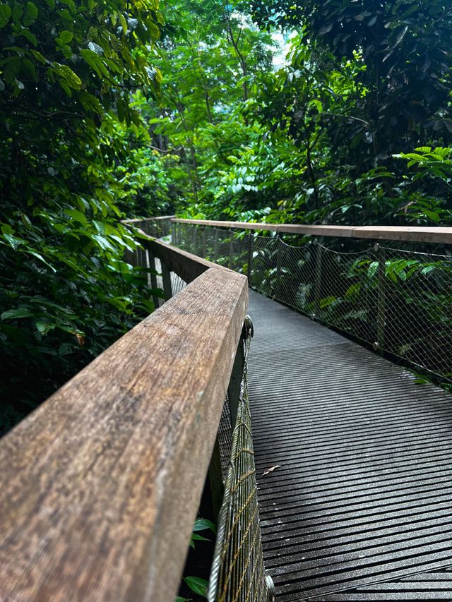 Back into nature - MacRitchie Nature Trail