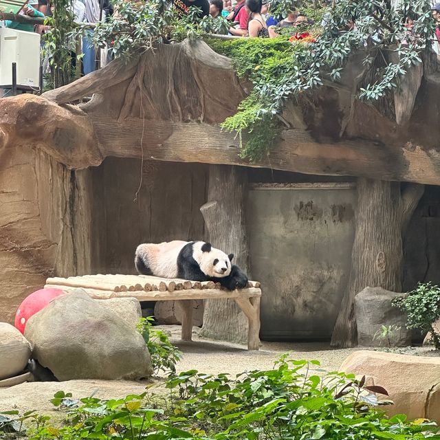 Unique and cutie sleeping posture of Panda! 