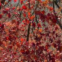 Hiking in Seoul during autumn 