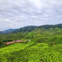 Rolling tea plantation hills in Malaysia