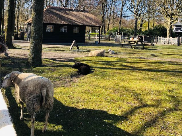 荷蘭🇳🇱盧瑟Lisse·親子好去處🐑🌳庫肯霍夫花園Keukenhof Garden