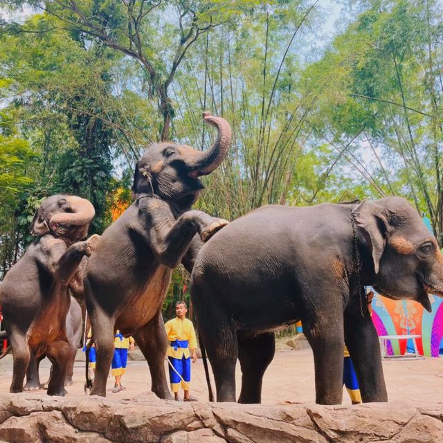 🇳🇱全亞洲最大的野生動物園Safari World 