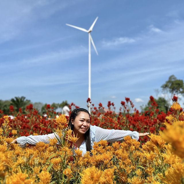 สวนดอกไม้ ไร่คุณอารียา @ กระบี่ 