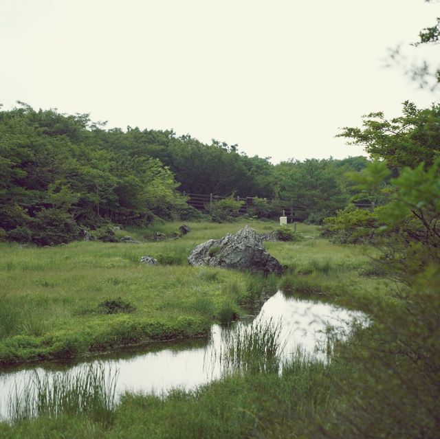 🌳 제주에서 차로 갈 수 있는 가장 높은 곳, 1100고지습지