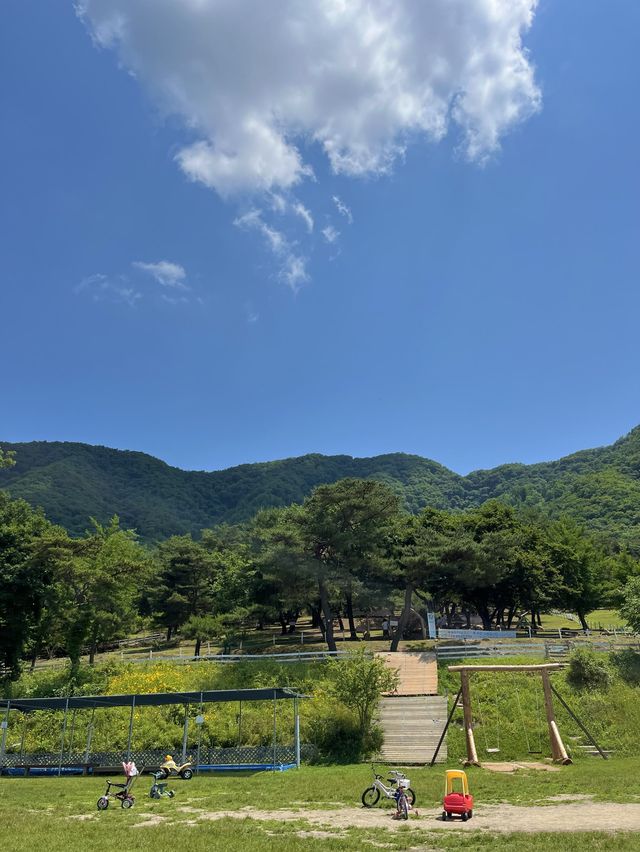 스위스같은 웅장함을 느끼고 싶을땐 해피초원목장🐑🌳