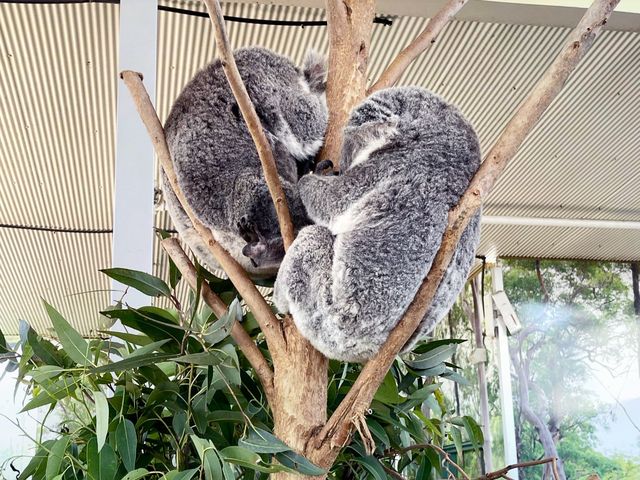 Best Indoor Wild Life Experience in Sydney 