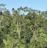Luwak Coffee Plantation in Bali | Tampaksiring