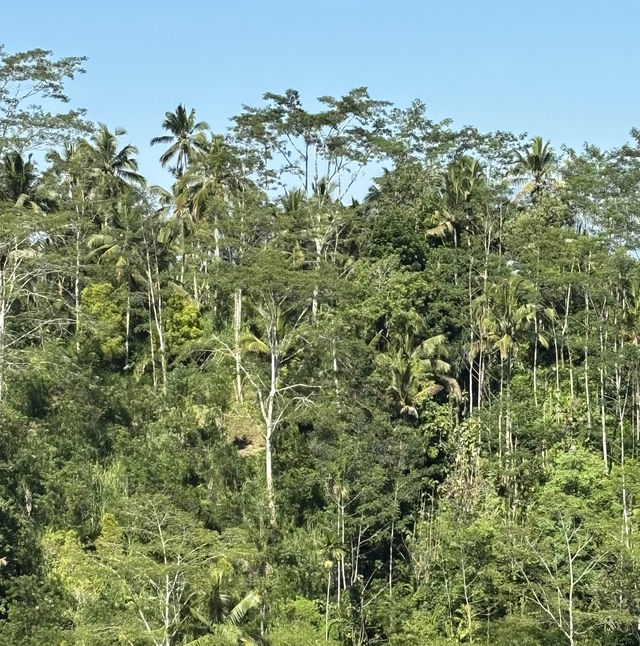 Luwak Coffee Plantation in Bali | Tampaksiring