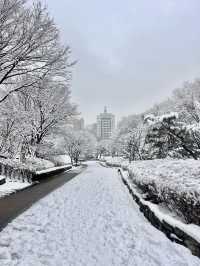 강원도 안 가도 눈꽃 구경 제대로 할 수 있는 서울 숨은 명소❄️