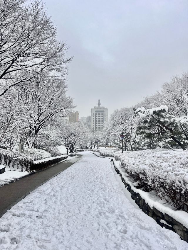 강원도 안 가도 눈꽃 구경 제대로 할 수 있는 서울 숨은 명소❄️