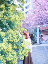 【東京】ミモザと桜のコラボがすごい！蔵前神社