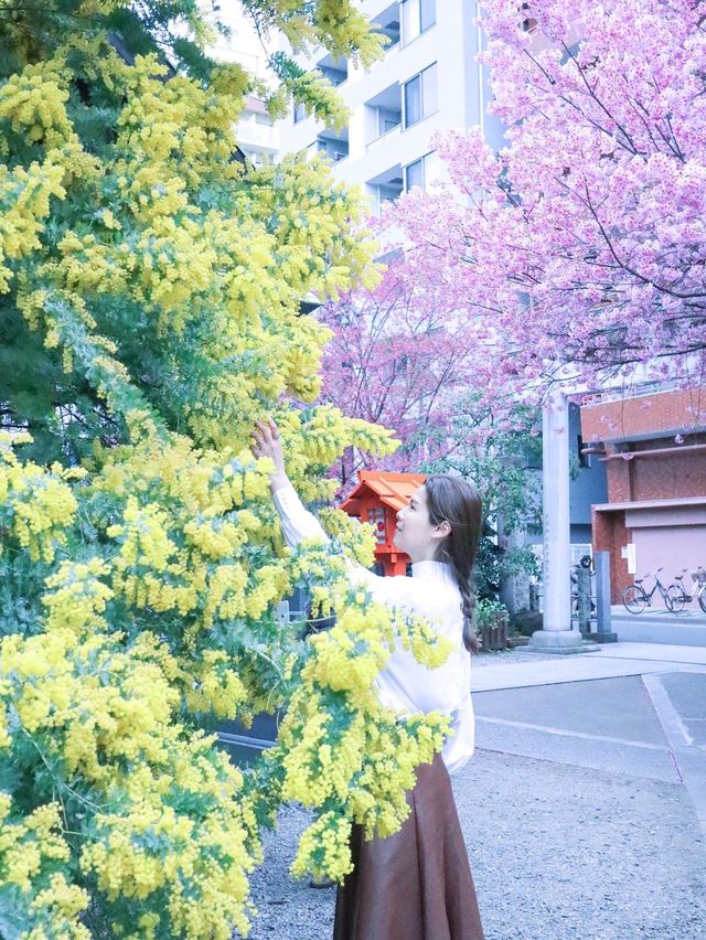 【東京】ミモザと桜のコラボがすごい！蔵前神社