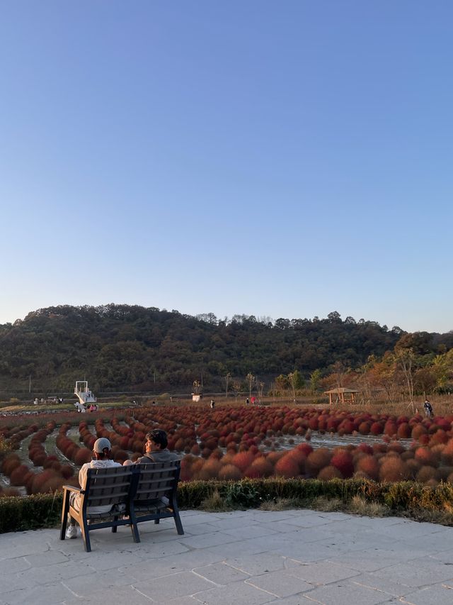 바다에 들어온 것 같은 공원 "임진강 댑싸리 공원"🌿