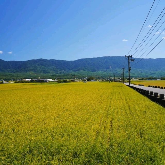 黃金般的池上