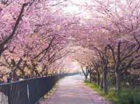 静岡河津町の河津桜