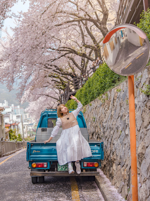 Gaegeum Cherry Blossom Rd. พิกัดชมพ็อตกตลับปูซาน