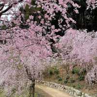 しだれ桜のトンネルは圧巻