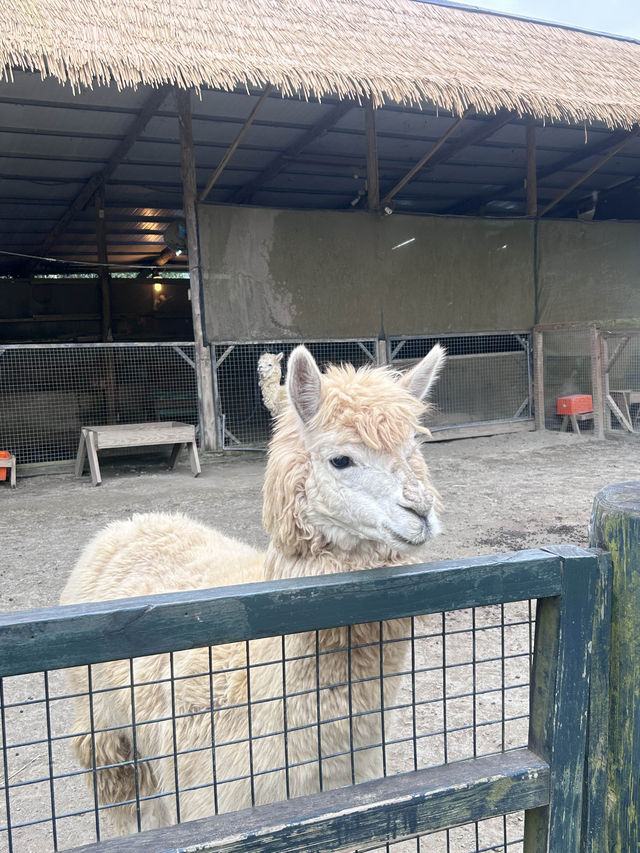 ［新竹/北埔］綠世界生態農場🦩｜超多動物可以近距離觀察 連植物都很多樣