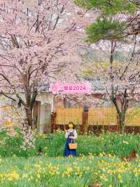 벚꽃+수선화 조합으로 벚꽃 막차타기🌸♥